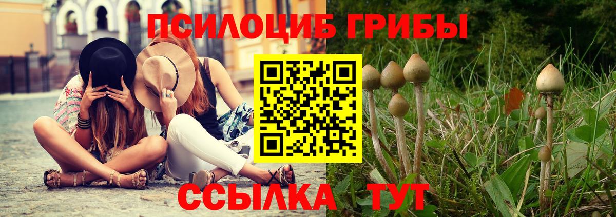 Галлюциногенные грибы Psilocybe Новокубанск